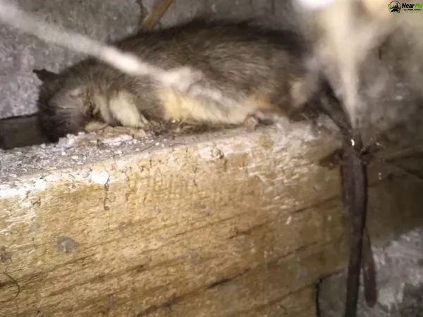 Dead Rat Removal Numinbah Valley